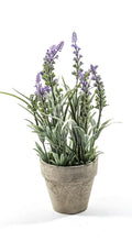 Lavanda in vaso 10,5x31